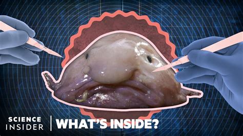 blobfish evolution|what's inside a blobfish.